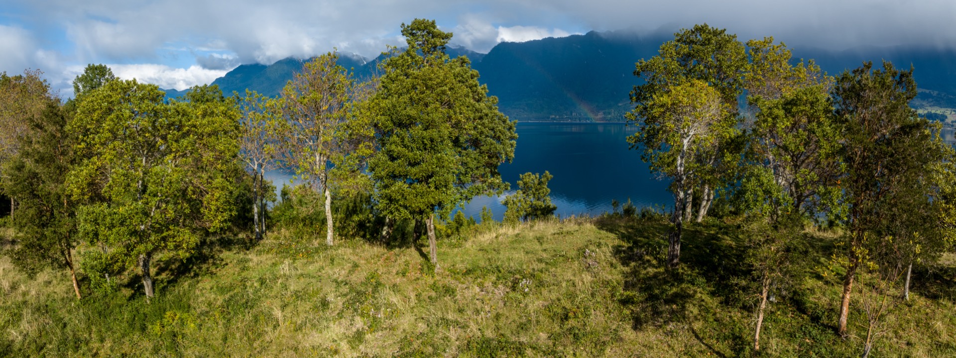 Bosque y montanas
